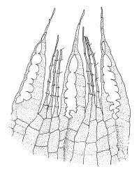 Bryum coronatum, endostome detail. Drawn from Auckland Domain (collector unknown), WELT 12375.
 Image: R.C. Wagstaff © Landcare Research 2015 